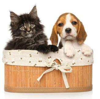 puppy/kitten en adoptie coaching
