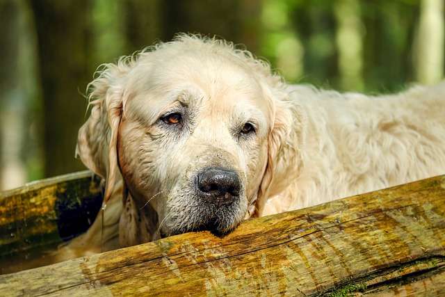 Senior hond, golden retriever