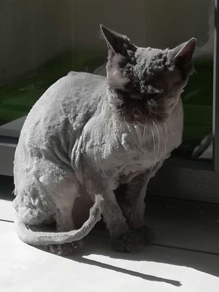 de huid heeft een kleur, grijze kat geschoren