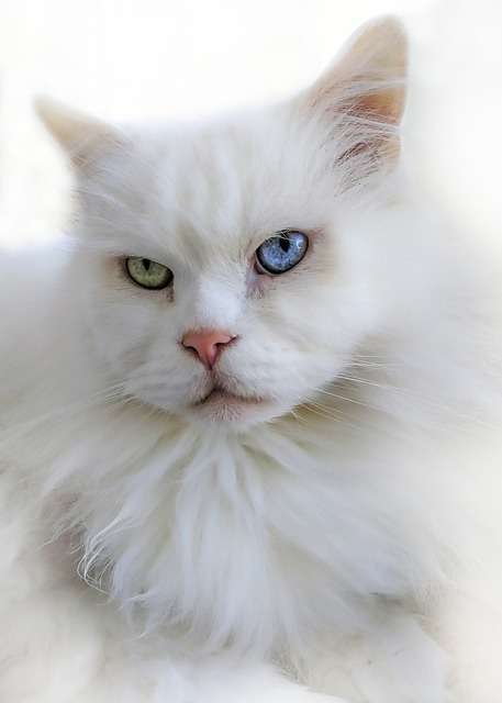 witte kat met blauw oog, kan doof zijn