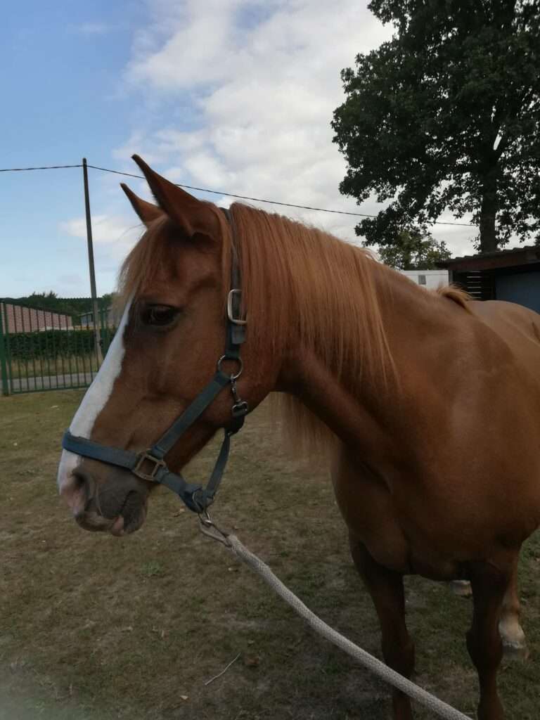 Amigo, paard en traumatherapeut