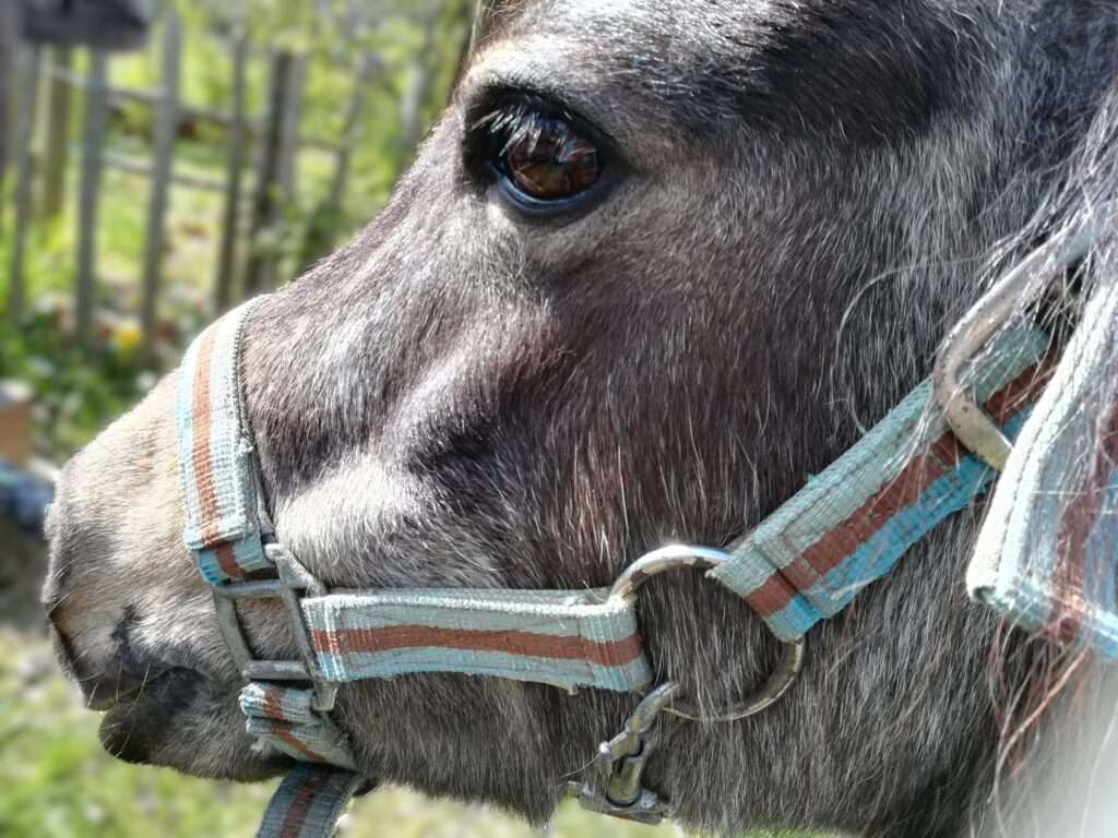 Maandag: Paarden-dag. 28 jarige merrie