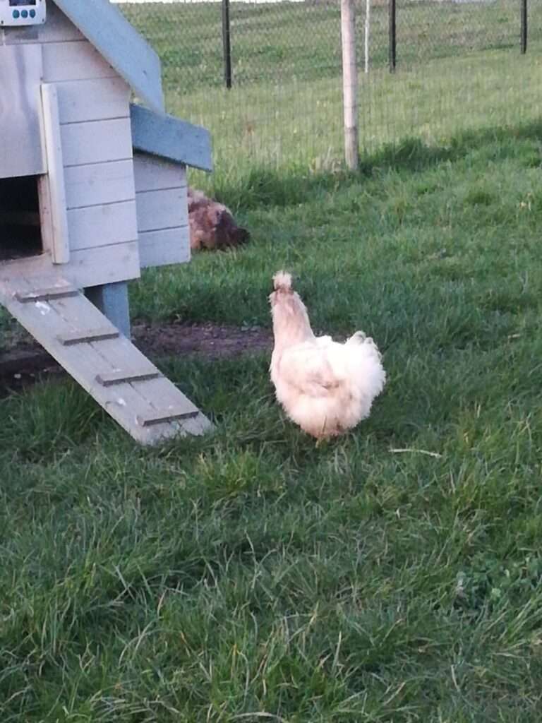 Kippenoppas. kipje wit en grijs