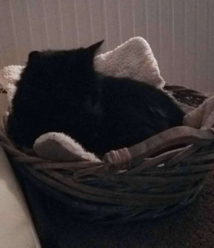 van adult naar senior