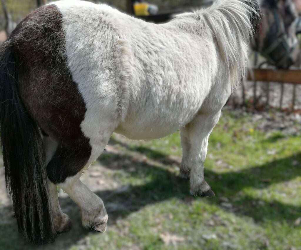 Maandag paarden dag, merrie in rust