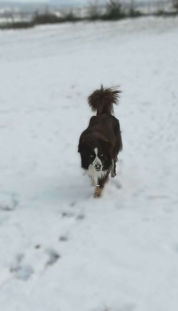vakantie ten einde william sneeuw