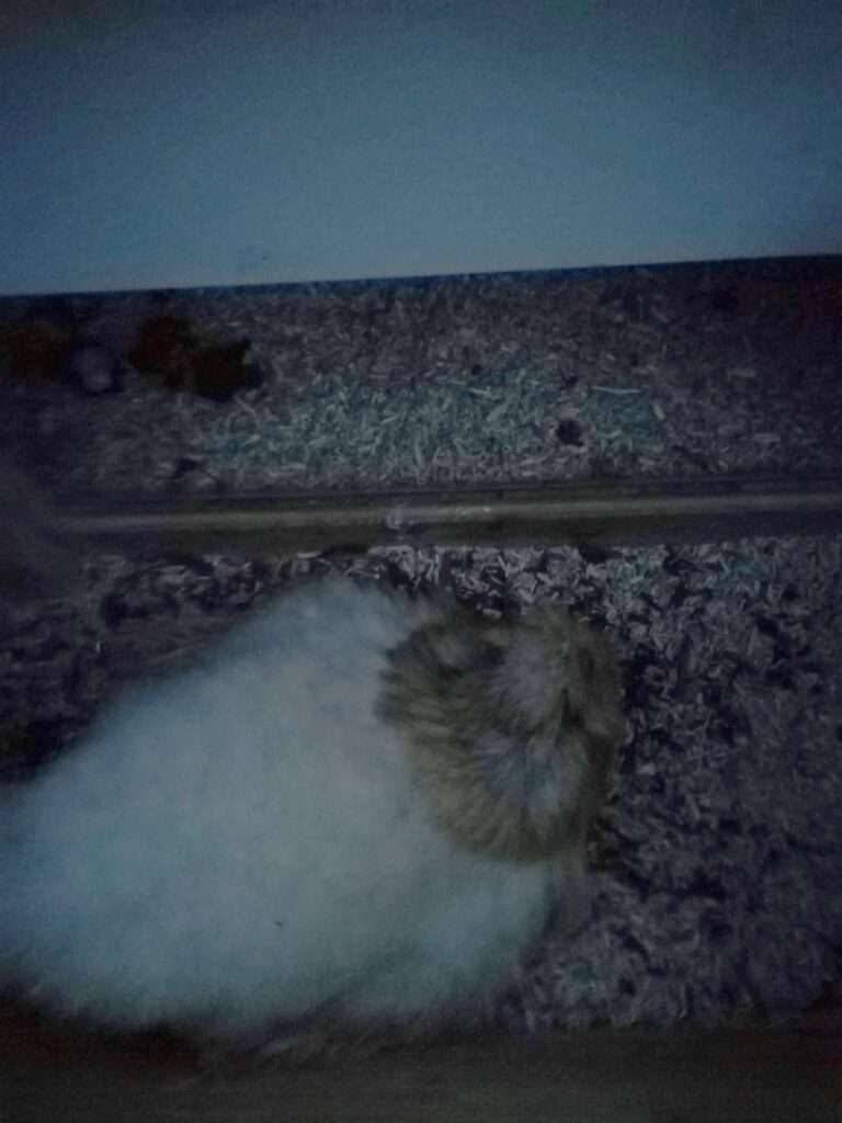 kippenoppas wit kipje in hok