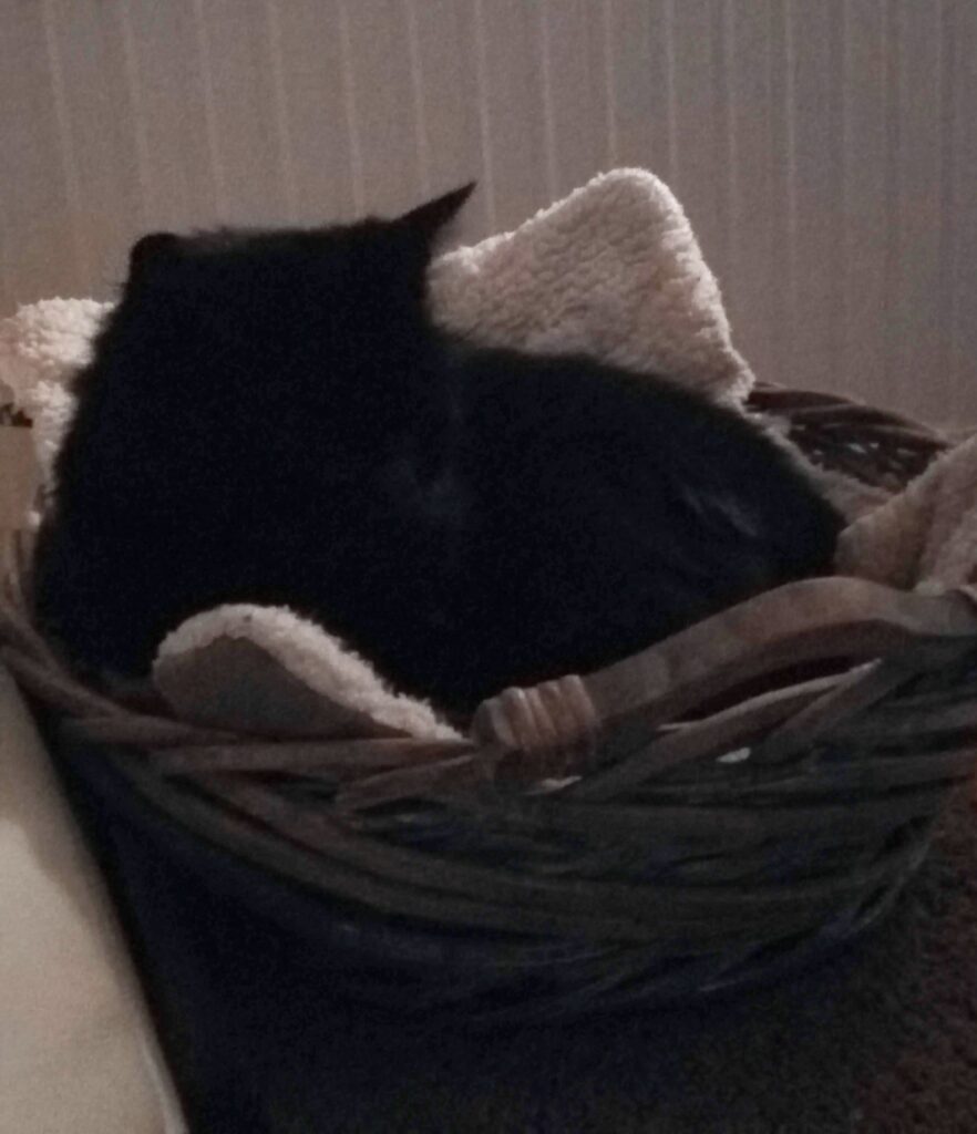 Obi naar de dierenheme